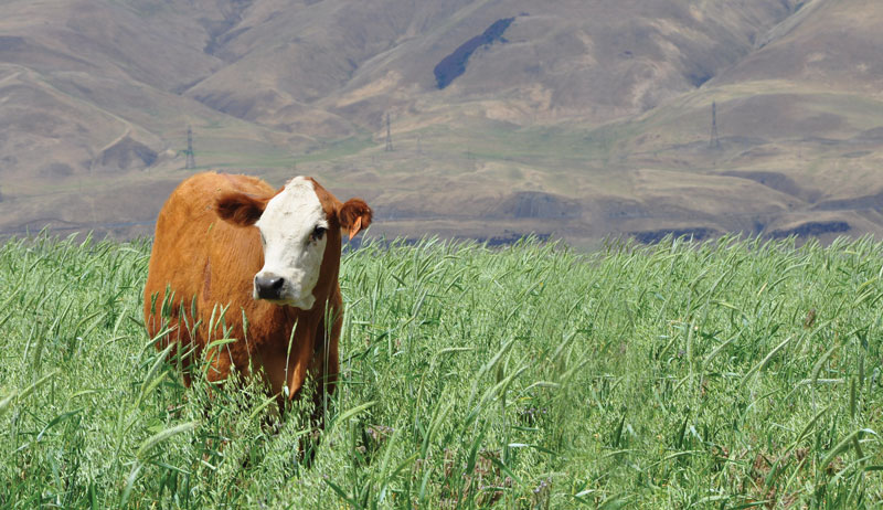 Kiss The Ground – is regenerative agriculture our climate savior?